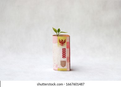 Rolled one hundred thousand banknote money of Indonesia Rupiah and green young plant grow up on the white floor. Concept of money growth or currency interest. - Shutterstock ID 1667601487
