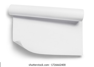 Rolled sheet of white paper, isolated on white background