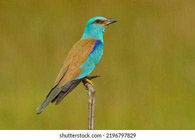 Roller (Coracias Garrulus) On Perch, Kiskunság National Park, Hungary