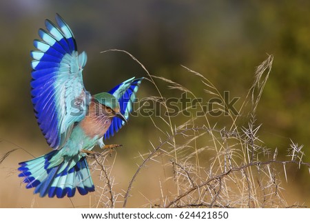 Similar – Foto Bild Blaukehlchen Ornithologie