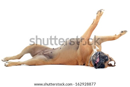 rolling boxer in front of a white background