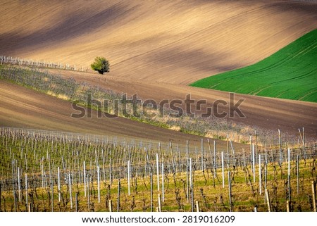Rolling brown fields with a lone green tree and vineyard rows in the famous wine region of Moravian Tuscany, South Moravia, Czech Republic
Vlnitá hnědá pole s osamělým zeleným stromem a řadami vinic ve známé vinařské oblasti Moravského Toskánska, Jižní Morava