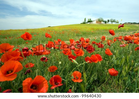 Similar – Image, Stock Photo Cornfield with poppy flowering strip, in the background forest and sky