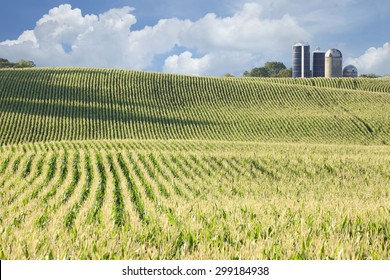 Rolling field of corn with siloes, blue sky and clouds in the background