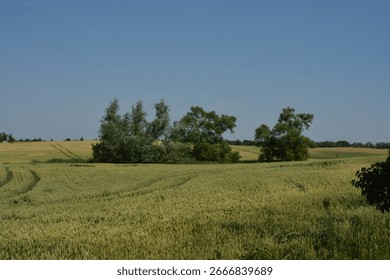 Rolling fields of ripening grain stretch to the horizon under a clear blue sky. A small grove of trees provides an oasis in the vast landscape