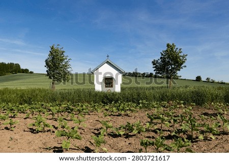 rolling green fields in early summer in Czech Moravia