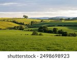 Rolling green grass pasture cattle grazing farm land fields with trees and hedgerows