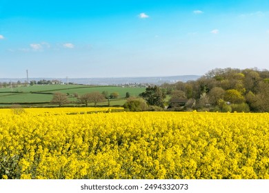 Rolling Green Hills and Bright Yellow Canola Field in Rural England on Sunny Spring Day - Powered by Shutterstock