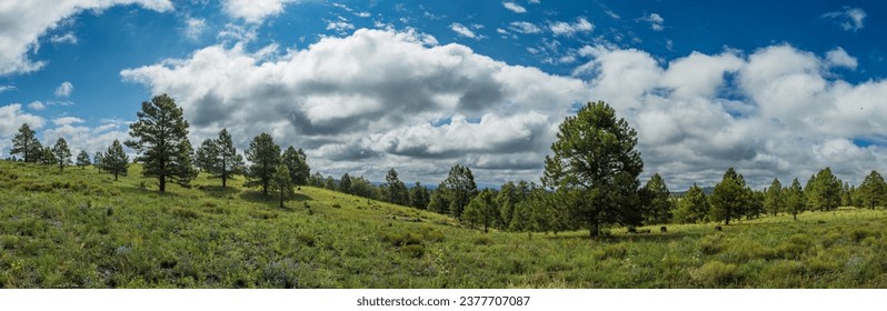 Rolling green hills with pine tree forest - Powered by Shutterstock