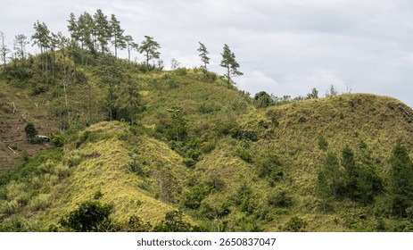 Rolling green hills with sparse trees under a soft cloudy sky.