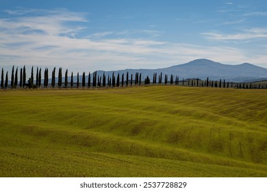 Rolling green hills of Tuscany with a row of iconic cypress trees creating a natural border against distant mountains. Soft clouds drift across a serene sky in this quintessential Italian landscape. - Powered by Shutterstock