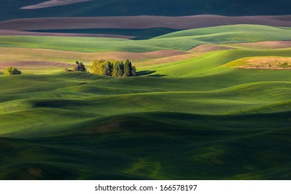 Rolling Hill And Farm Land, Green Wheat Fields