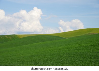 Rolling Hill Of Wheat Farm Land In Palouse Washington