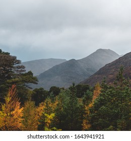 Rolling Hills In An Ancient Caledonian Forest