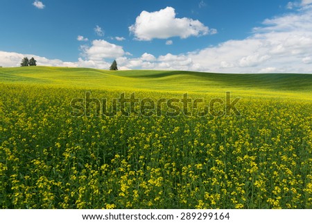 Similar – Image, Stock Photo Flax field in France