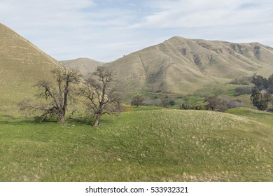 Rolling Hills and Distant Trees