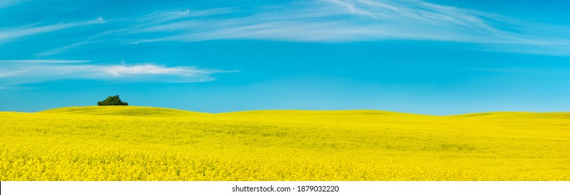 Rolling Hills With Endless Field Of Oilseed Rape Under Blue Sky