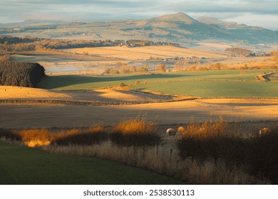 Rolling hills and golden fields bathed in autumnal light, with hay bales scattered across the scenic countryside near West Lomond Hill, Fife, Scotland. - Powered by Shutterstock