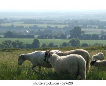 Rolling Hills Of Ireland