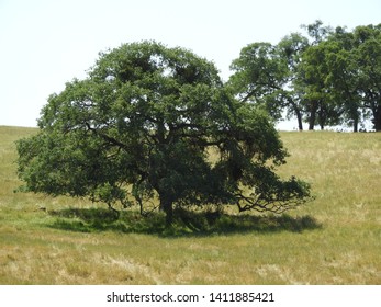 Rolling Hills In Northern California Gold Country