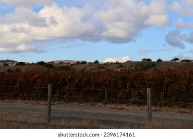 Rolling hills with patchwork fields of vineyards with autumn leaves