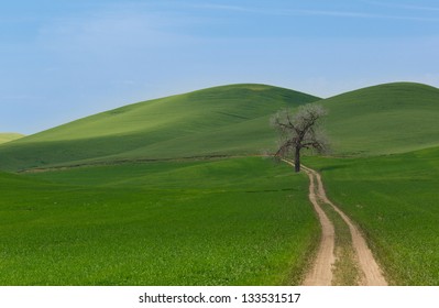 Rolling Hills, Road, And Tree