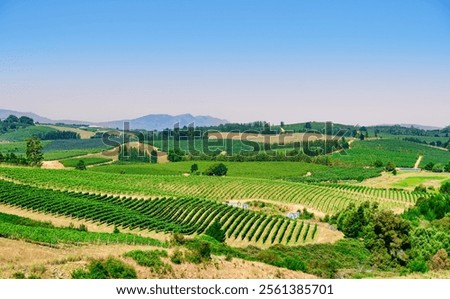 Rolling hills and rows of vines under a blue sky afternoon in Elgin Valley, South Africa