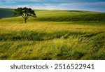 Rolling hills and solitary tree in Kansas Tallgrass Prairie National Preserve, showcasing expansive green pastures and vast grasslands