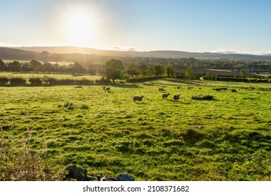 Rolling Hills At Sunrise, Ireland.