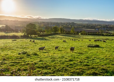 Rolling Hills At Sunrise, Ireland.