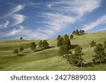 Rolling hills with trees and clouds, custer state park, south dakota, united states of america, north america