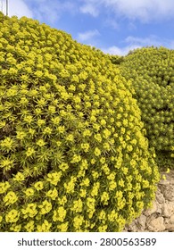 Rolling hillside covered with countless yellow blooming flowers