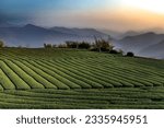 The rolling hills,scenic tea garden view and golden sky form a rural scenery in fog at sunset. In Alishan ,Taiwan.Use in branding, postcard,screensavers, websites, cover etc. high quality photo