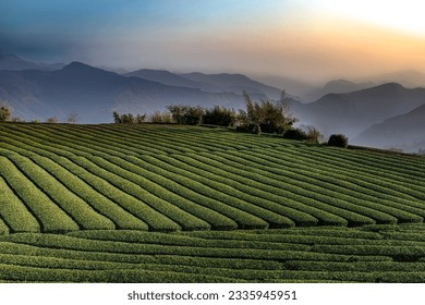 The rolling hills,scenic tea garden view and golden sky form a rural scenery in fog at sunset. In Alishan ,Taiwan.Use in branding, postcard,screensavers, websites, cover etc. high quality photo - Powered by Shutterstock