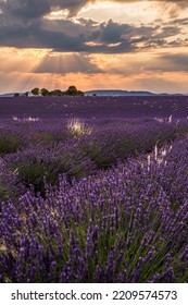 Rolling Lavendar Fields In Valensole France At Sunset