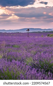 Rolling Lavendar Fields And Windmill In Valensole France At Sunset