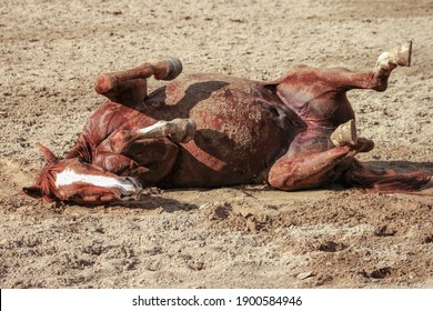 Überrollen auf dem Boden - braunes Pferd genießt es, auf dem Rücken zu liegen und im Schmutz draußen auf der Reitarena zu werfen