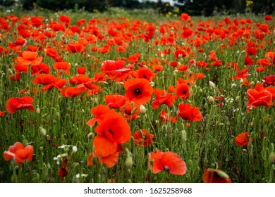 Rolling Poppy Fields In Flanders WW1 World War 1 Battlefield Rememberance Panoramic Banner Background Image