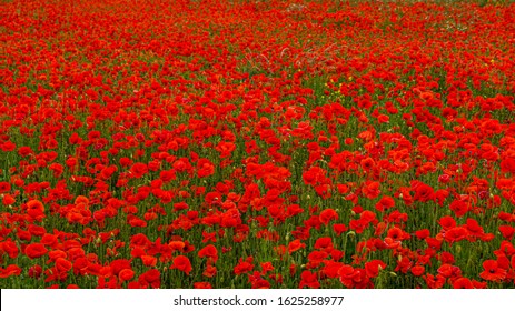 Rolling Poppy Fields in Flanders WW1 world war 1 battlefield rememberance panoramic banner background image