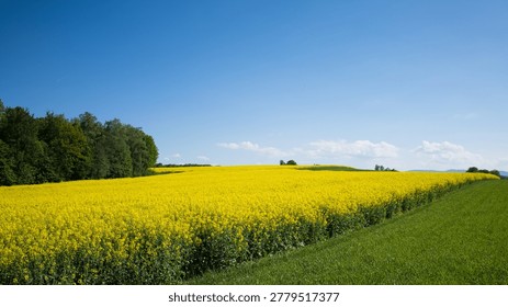 Rolling rapeseed fields with green trees and grain against a blue sky