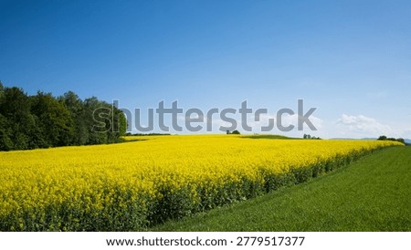 Rolling rapeseed fields with green trees and grain against a blue sky