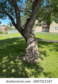 Rolling type of tree brance