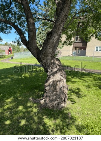 Rolling type of tree brance