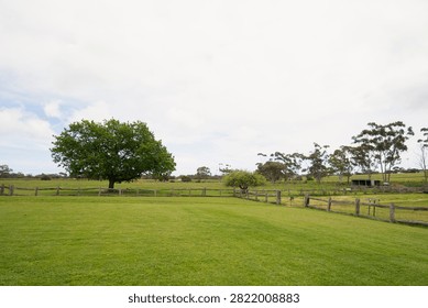 Rolling vineyard landscape featuring a large green tree, lush grass field, and rustic wooden fence under cloudy sky