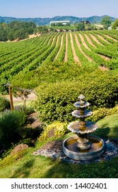 Rolling Vineyards In Napa, California.