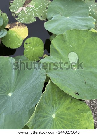 Rolling water on lotus leaves