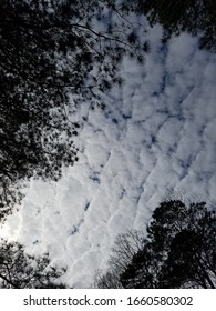 Rolling white clouds with blue sky and pine tree limbs