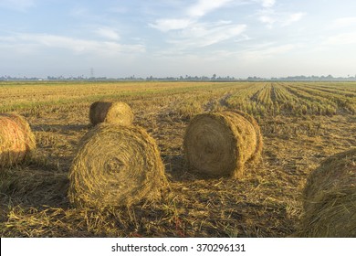 Rolls Of Paddy Straw With Natural Lighting