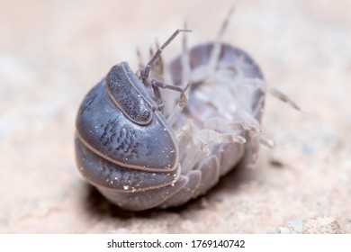 Roly Poly Bug, Armadillidium Vulgare, On His Back On A Concrete Floor