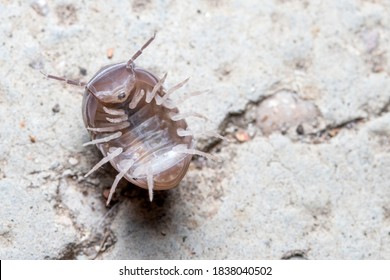 Roly poly bug, Armadillidium vulgare, trying to get on his feet again